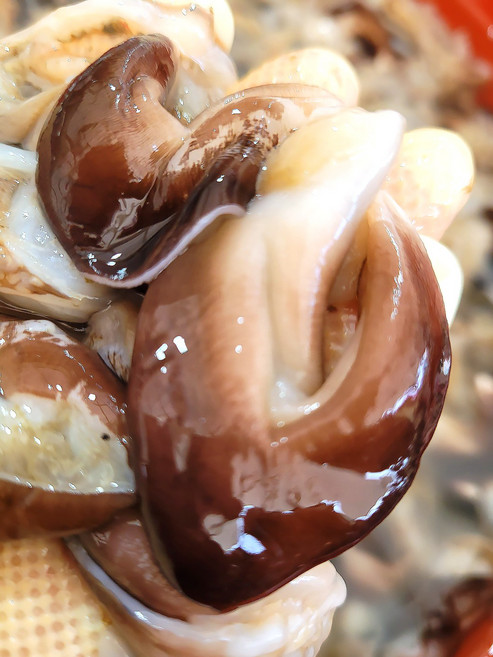 쓰리제이 [26년 조업] 여수 검정새조개 500g 두툼하고 쫄깃한 식감 신선함을 그대로