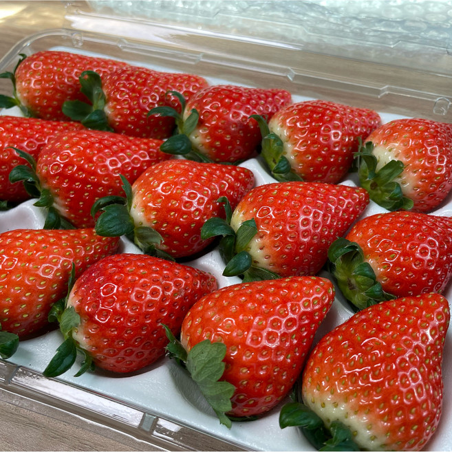 초록마루 고당도 설향딸기 산지직송, 1개, 350G, 상(15-20과)