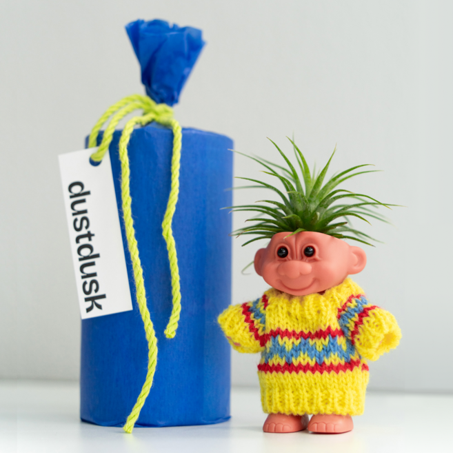 틸란드시아 미니 화분 책상 사무실 공기정화 식물 선물 포장, 1개