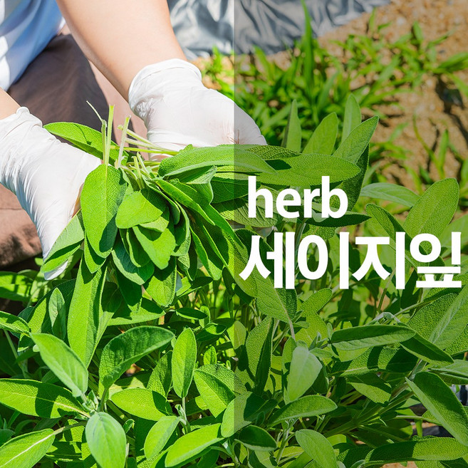 [한첩]국내산 세이지차 건조세이지잎 허브차 건잎 tea, 건잎15g, 15g, 1개, 1개입