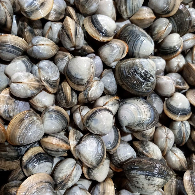 산지직송 국산 동죽 물총 조개, 1개, 3kg