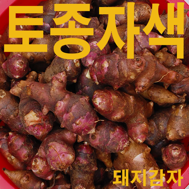 2026년3월9일 수확 토종 자색돼지감자1kg12800 종자 돼지감자 생돼지감자 자색돼지감자 종자용, 1박스, 토종돼지감자3kg