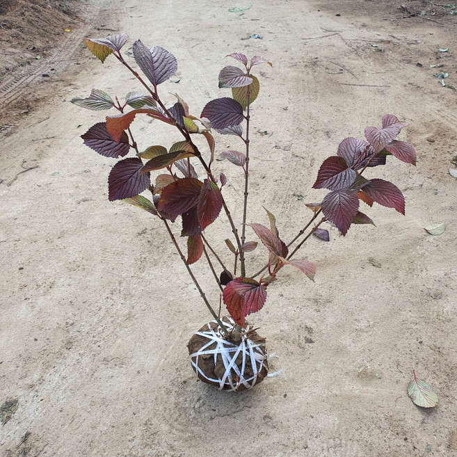 설구화나무 3년생 분묘 수구화, 1개