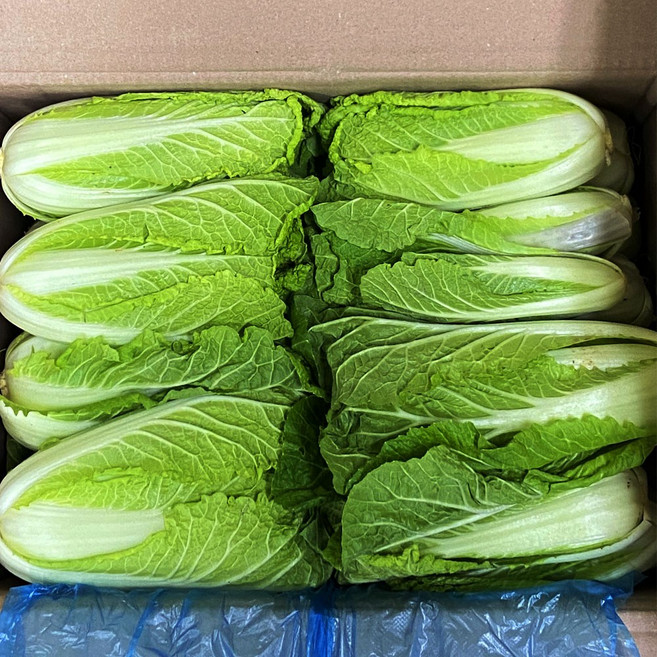 팜이슈 국내산 전라도 얼갈이배추 남도 얼갈이 배추, 4kg, 1박스