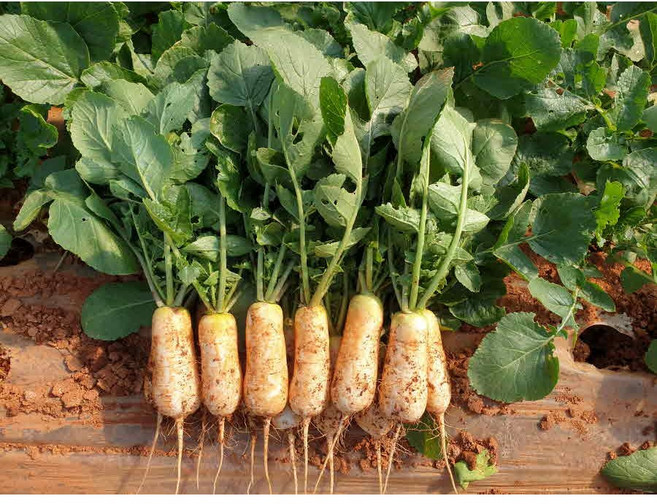 고창황토밭 알타리 14kg 총각무 알타리무 당일수확 출고 열매마액비 지호네농장, 1개