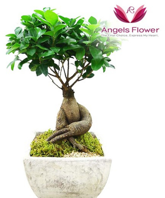 [엔젤스플라워] 마음을 전하는 축하화환 근조화환 축하화분 관엽식물 지역한정특가 꽃화환 당일배송 예약일배송, P191BS_인삼벤자민 일반형, 1개, 1개