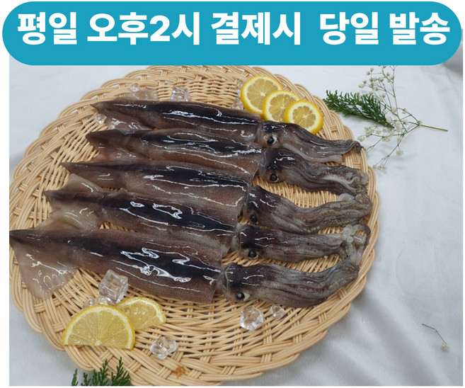 국내산 오징어 통찜용 초코오징어 통오징어 5미10미 1kg 2kg내외통찜용 숙회용 생물 오징어 급냉오징어, 소(130g전후 x 6미), 1개