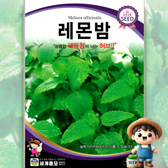 레몬밤 100립 레오나 레몬향 식용꽃 허브 꽃씨 씨앗 종자 세계, 1개