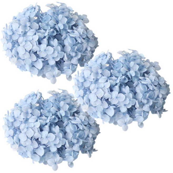 로맨틱노벰버 프리저브드 수국 3P, 스카이