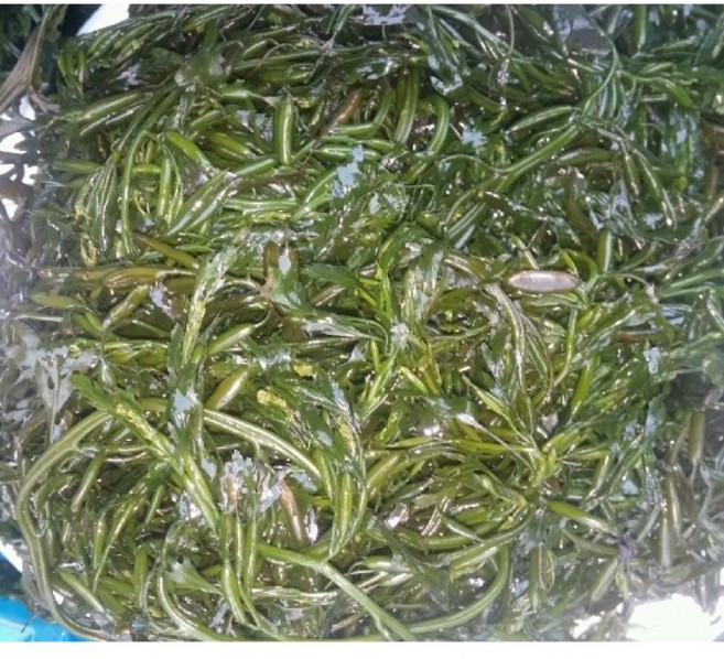 모자반(냉동) 참몰 참모자반 모자반무침 몸국 모자반국 해초국, 생모자반(참몰) 1kg, 1개