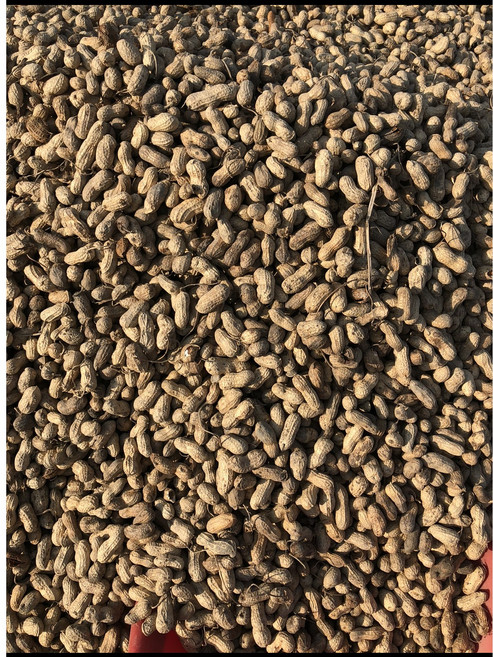 雲林九號花生帶殼花生 - 多大紅仁 黑金剛, 1個, 九號蒜味450克夾鏈袋