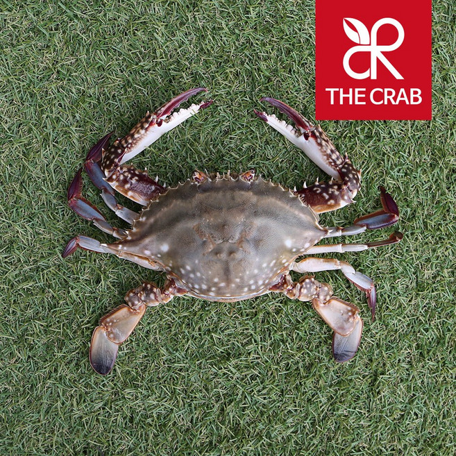 제철 숫꽃게 10kg 서해안 연평도 태안 냉동꽃게, 1박스, 대 10kg (30미-40미)