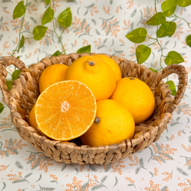 [제주 산지직송] 초고당도 제주 황금향 과즙이 풍부한 황금향, 1박스, 황금향 7-20과 3kg