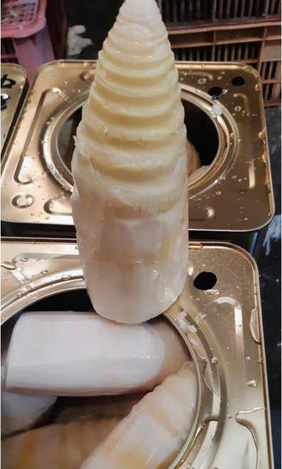 熟麻竹筍 桶筍 營業用 30斤〔澤鋐雜貨店〕, 1個, 筍弄管,1桶