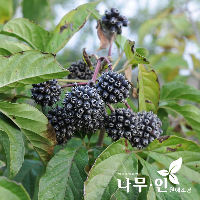 [나무인] 토종오가피 오갈피묘목 2년생 10개 국내산