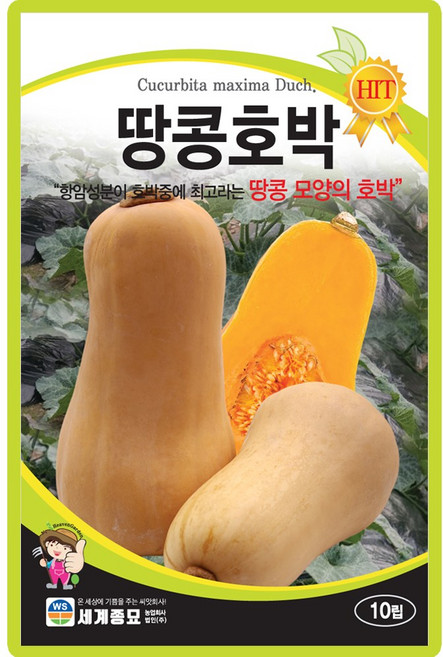 세계종묘 땅콩호박 씨앗 10립 땅콩모양 호박씨 종자, 2개