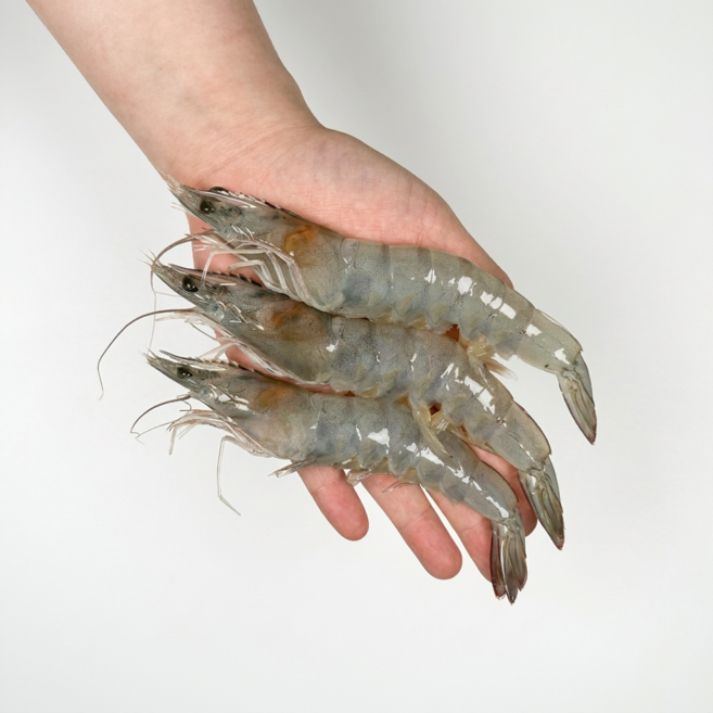 제철 생물 흰다리새우 왕새우 빙장 포장 산지직송 통통한 생새우 국내산, 1박스, 500g(15~20미)