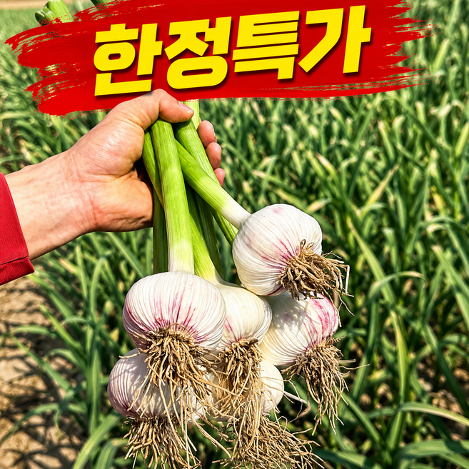 [시즌한정특가] 26년대서마늘 품질최상 햇 마늘, 1세트, 1kg