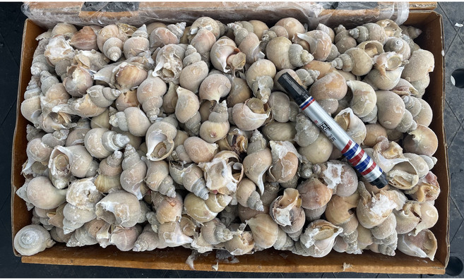 동해안 선동 급냉 백골뱅이 흑골뱅이 10kg 벌크 대용량 업소용 벌크 대용량 백고동 흑고동, 1박스, 백고동 소10kg(450~500미)