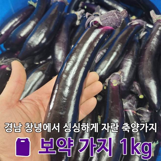 [정가네팜]경남 창녕 수확 출고 싱싱할 수 밖에 없는 산지직송 특품 축양가지, 1kg, 1개