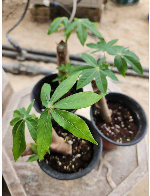 카사바 모종, 1개