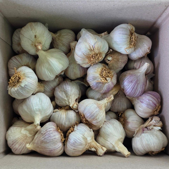 [특가] 산지직송 고흥 햇마늘 통마늘 중 사이즈 꼼꼼한 선별 마늘, 1개, 1kg