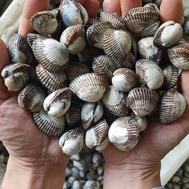 산지직송 벌교 꼬막 2kg, 1개, 대꼬막2kg 180개내외