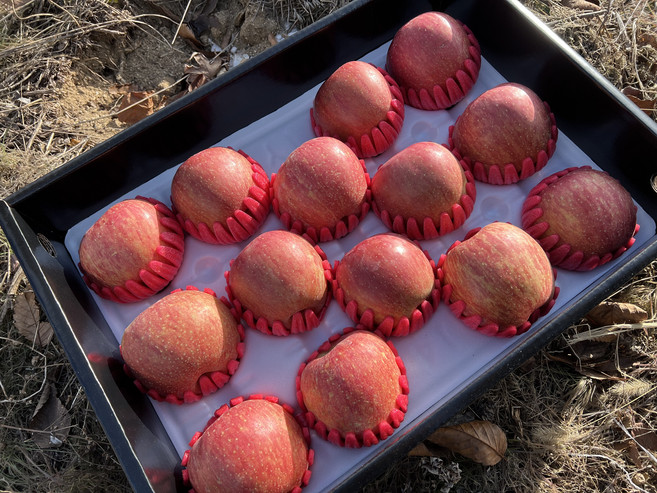 테이블063 국내산 부사 사과 선물세트, 1세트, 5kg