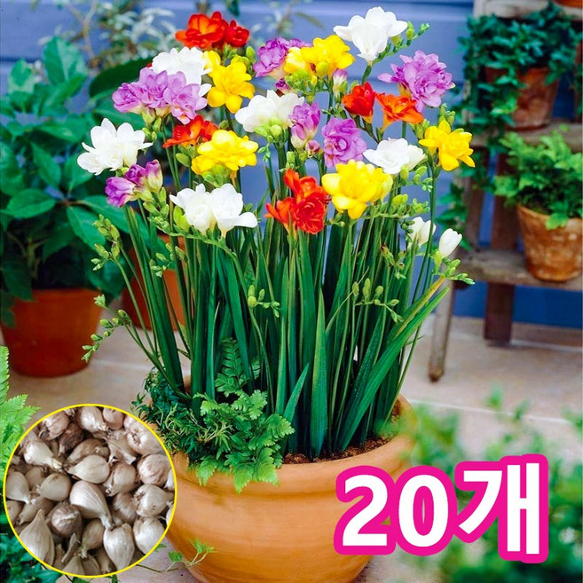 프리지아 구근 혼합 큰 구근, 20개
