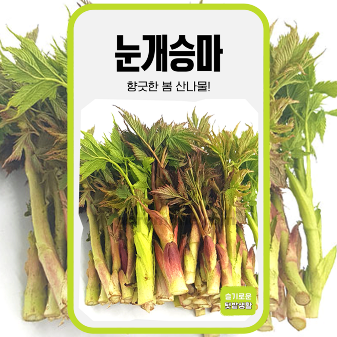 눈개승마 씨앗 500립 가람원 종자 모종 작물 텃밭 씨 주말농장 삼나물 산야초, 1개