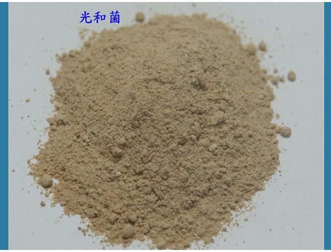 欣欣水族 光合菌粉 50克袋裝 水質淨化 穩定水質 魚缸適用, 1個