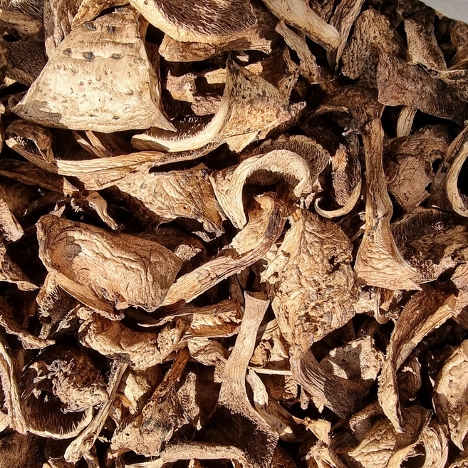 25년 경북영양 건능이버섯 20g, 1개