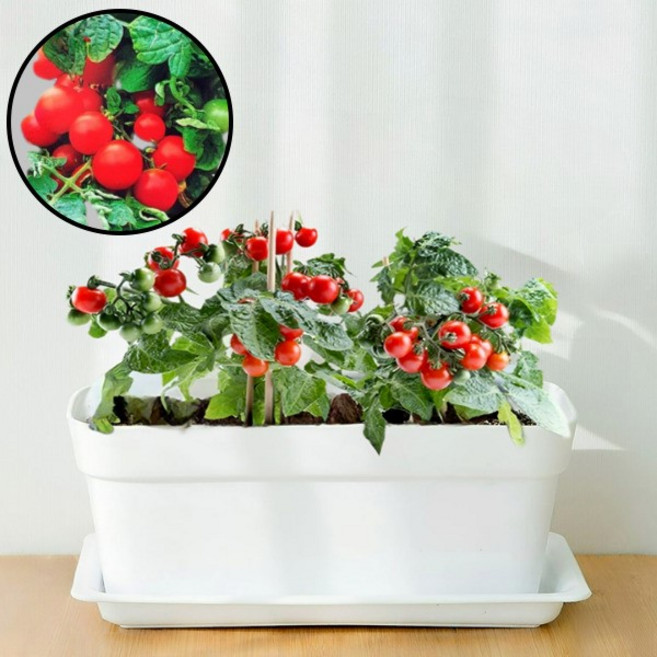 파머시카 방울토마토키우기 씨앗 화분 세트, 방울토마토(빨강)
