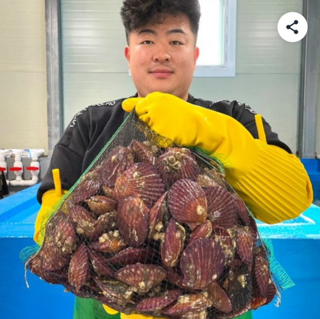 당일조업 생물 선별 홍가리비 1kg 25미내외, 5kg, 1개