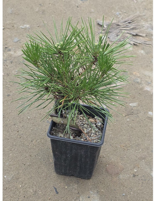 해송 소나무 01번 귀여운 월동가능식물, 1개