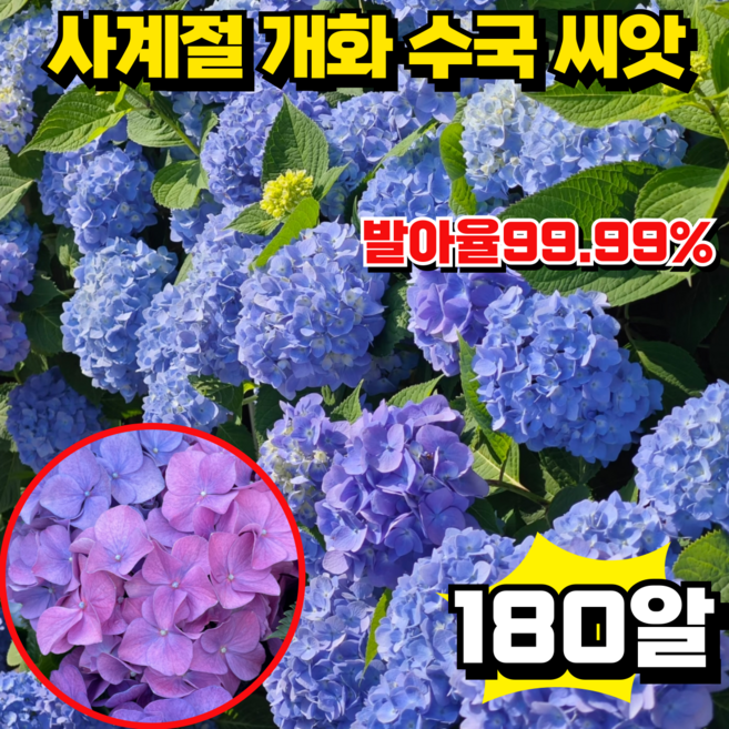 [높은 발아율]사계절 개화 수국 씨앗 생화 씨앗 정원 꾸미기 혼합 색상 60알, 3개