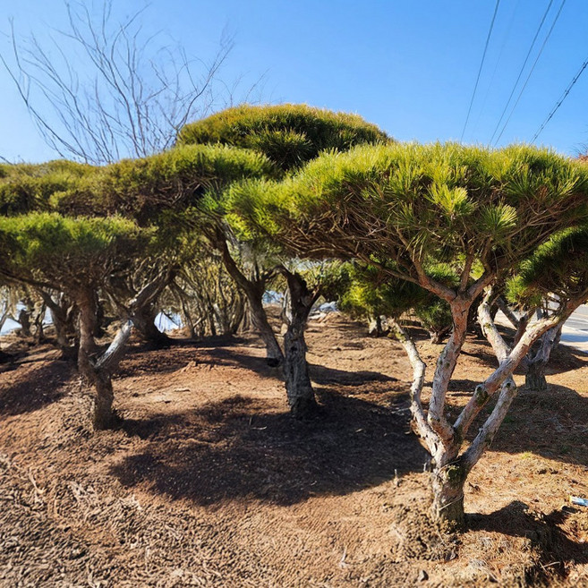 상상정원 반송 (둥근) 소나무 묘목 - 조형반송반송이월반송, 1개, H0.5/W0.5/분