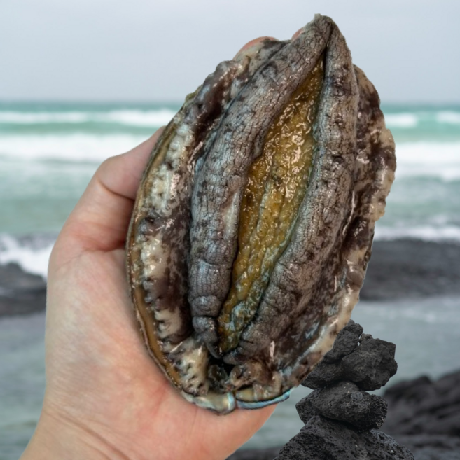 완도담다 완도 왕특대 활전복 직거래, 9호 꼬마 50-60미 1kg, 1박스