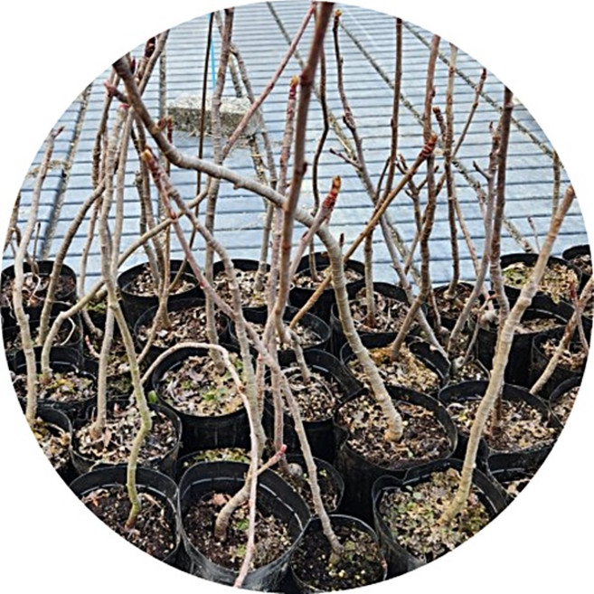 마가목/sorbus commixta/묘목/갈잎큰키나무/정원수/화목류/털이묘/포트묘/3주1세트/약용식물, 1세트, 마가목포트묘3주