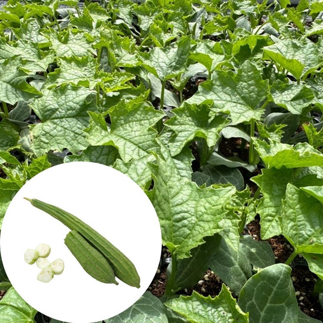 새마을총각 수세미모종, 2개