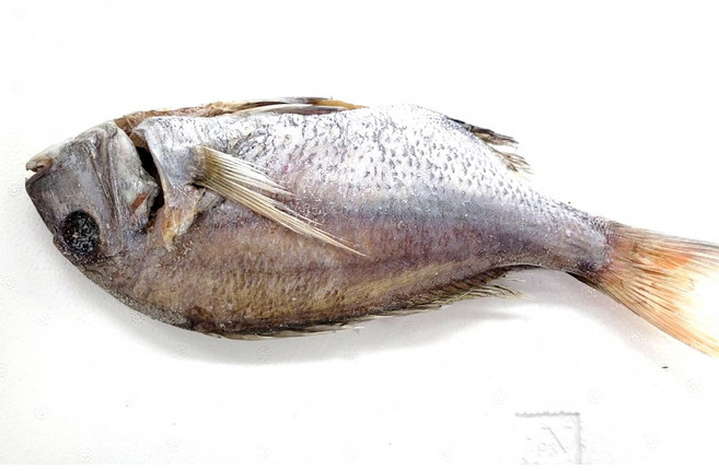 반건조 자연산 대 참돔 2마리(평일3시이전 주문시 당일발송 다음날도착), 1개