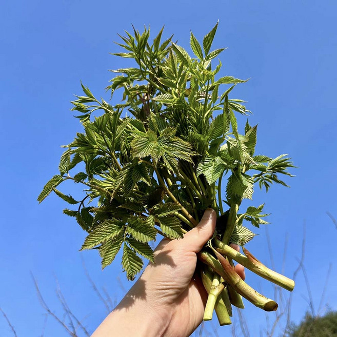 [유쾌상회] 강원도 태백 백두대간 눈개승마 제철나물 삼나물 승마초, 1kg