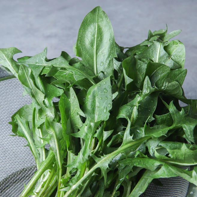 민들레 잎 나물 생민들레, 1개, 1kg