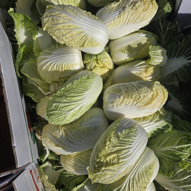 국내산 알배기 배추 겉저리배추 야채쌈 쌈배추 배추전 배추김치 450g이하 6통