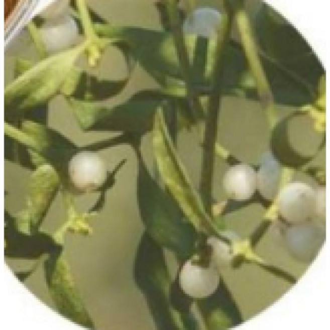 천연원료 국내산 겨우살이추출분말 1kg