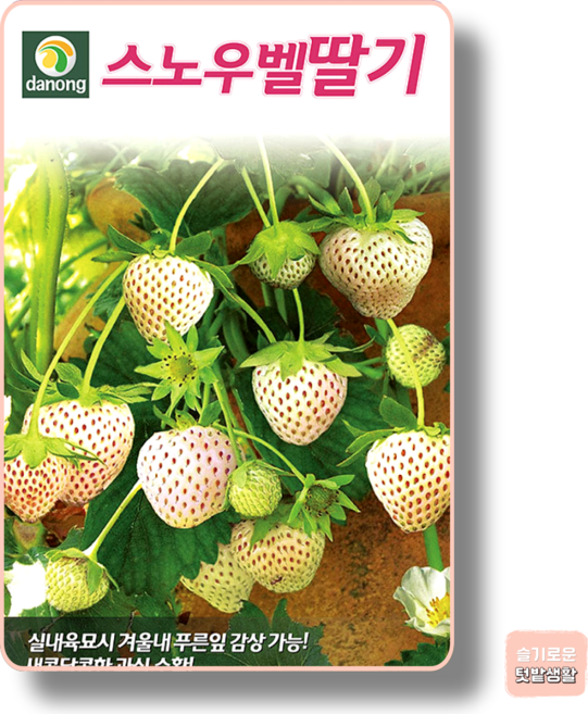 스노우벨딸기 씨앗 100립 다농 씨 종자 모종 작물 텃밭 과일씨앗 딸기 주말농장, 1개