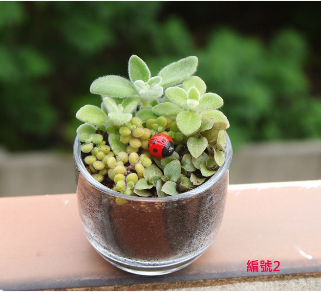 花樣渼栽盆栽生活館 辦公桌療癒小物：桌上型多肉植物組合盆栽 室內綠植盆栽 迷你森林系, 1個, 我的森林小物-編號2