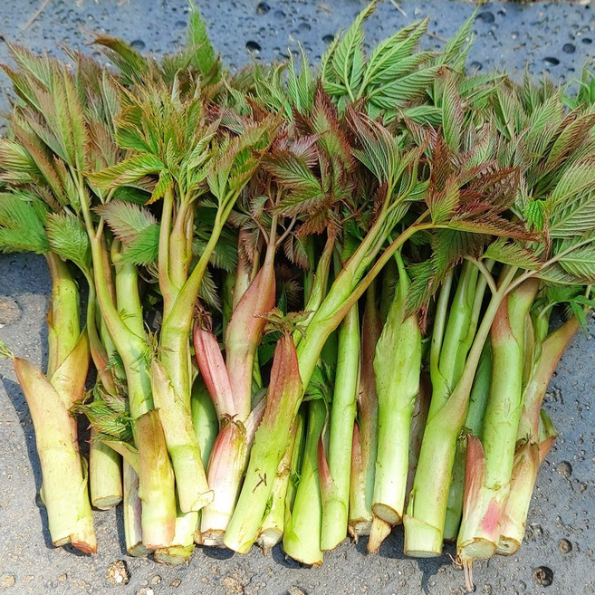 강원도 인제 눈개승마 삼나물 산지직송, 2kg, 1개