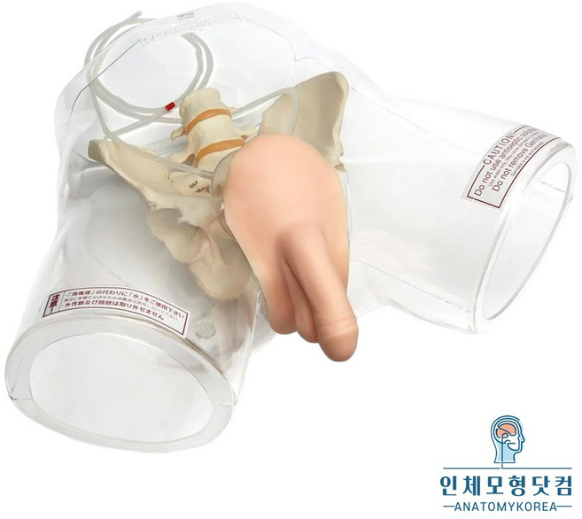 인체모형닷컴 도뇨카테터 실습모형 408E 투명형 남성