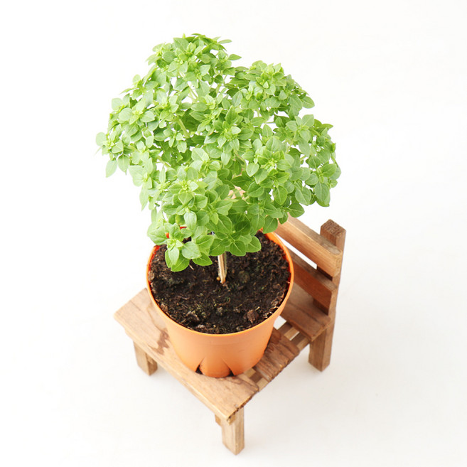 갑조네 바질트리 소품 허브 키우기 베란다 공기정화식물 반려식물, 1개